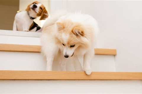 Best Dog Stairs and Ramps 2024 – Top 11 Picks Reviewed