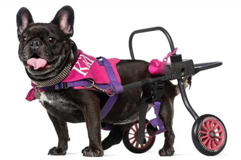Best Dog Wheelchair 2024 – Reviews & Buyer’s Guide