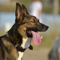 Heat Stroke in Dogs