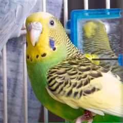 What Are Birds Thinking Part – 4 – Budgies