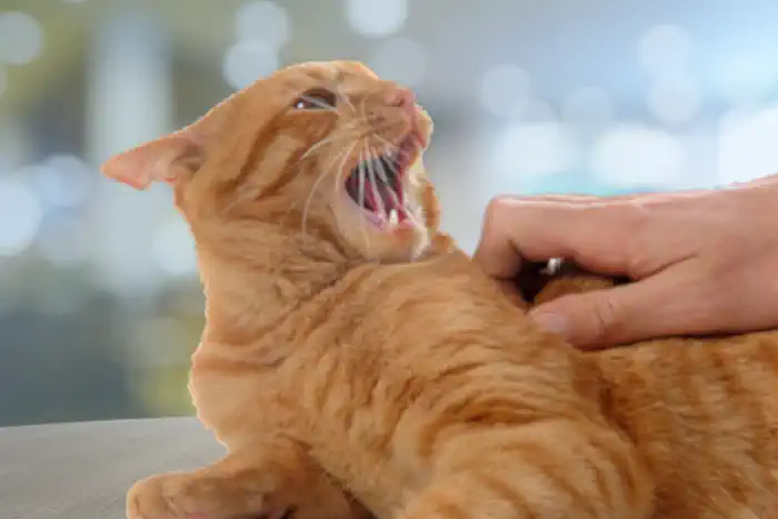 Claws Out: How to Address Your Cat's Biting Habits