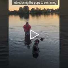 Introducing WPG pups to swimming #wirehairedpointinggriffon #griffon #puppies #montana