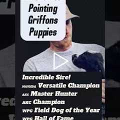 FOR SALE Ms. White 8-week old #wirehairedpointinggriffon #griffon #puppy #montana #birddog