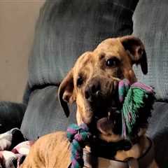 The Impact of Local Shelters and Rescue Organizations on Animal Welfare in Calvert County, MD