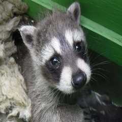 Preserving Wildlife and Their Habitats in Calvert County, MD