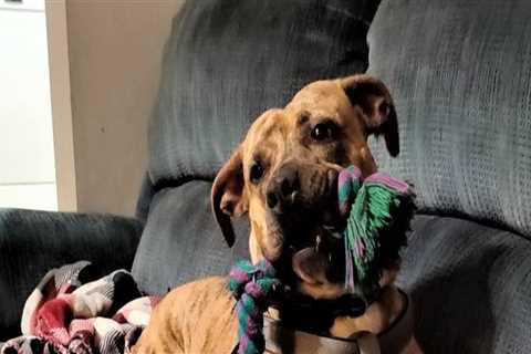 Supporting Struggling Pet Owners in Calvert County, MD