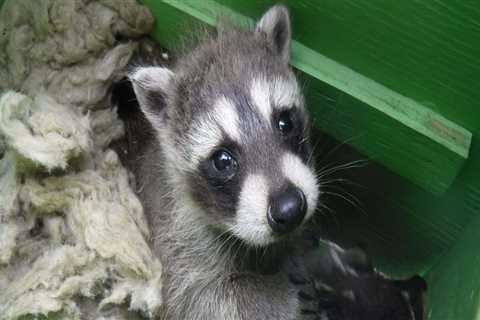 Preserving Wildlife and Their Habitats in Calvert County, MD