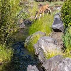 Exploring the Unique Natural Environment of Central Oregon: The Role of Geography in Nature..