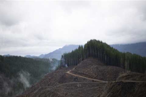 The Impact of the Logging Industry on Nature Preservation in Central Oregon