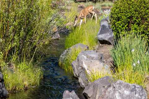 Exploring the Unique Natural Environment of Central Oregon: The Role of Geography in Nature..