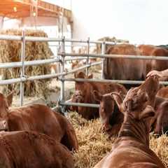 Effective Strategies for Managing the Growth and Development of Young Livestock