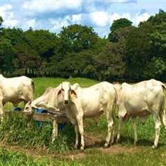 Understanding Economic Factors in Livestock Management