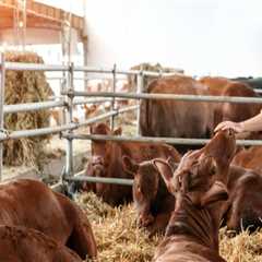 Essential Housing Requirements for Livestock: A Guide to Effective Management