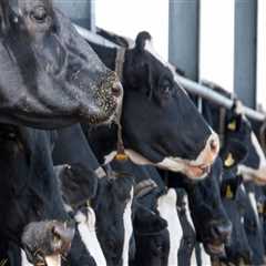 Essential Practices for Optimal Feeding and Nutrition in Livestock Management