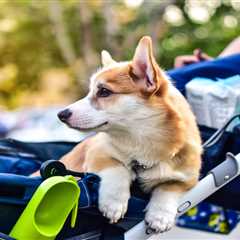 Dog Strollers: Train Your Pet to Love Their Stylish Pushchair