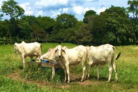Understanding Economic Factors in Livestock Management