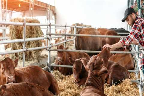 Essential Housing Requirements for Livestock: A Guide to Effective Management