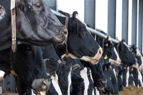 Essential Practices for Optimal Feeding and Nutrition in Livestock Management